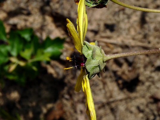 {Berlandiera pumila}